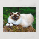 Pesquisar por animais domésticos cartoes postais Felino