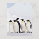 Pesquisar por pinguins bonitos cartoes postais Conformidade