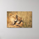 Pesquisar por leões impressão de canvas Animais selvagens