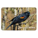 Pesquisar por vermelho voado Natureza