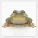 Pesquisar por verde sapo adesivos Animais