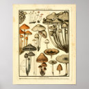 Pesquisar por vintage botanical pósteres Illustration