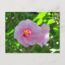 Pesquisar por rosa de sharon Hibiscus