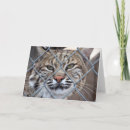 Pesquisar por lince cartoes Animal
