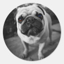 Pesquisar por pug adesivos Animais de estimação