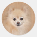 Pesquisar por pomeranian adesivos Macio