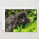 Pesquisar por ruanda cartoes Floresta tropical