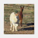 Pesquisar por alpaca imas Branco