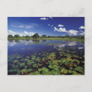 Pesquisar por pantanal cartoes postais Lago