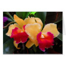Pesquisar por cattleya Floral