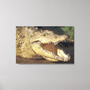 Pesquisar por crocodilos impressão de canvas Animal