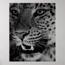 Pesquisar por white tiger pôsteres pósteres Face