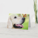 Pesquisar por golden retriever convites Labrador