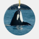 Pesquisar por baleias golfinhos natal decoração Orca