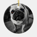 Pesquisar por pug bonito ornamentos Cãozinho