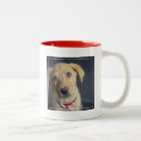 Pesquisar por filhotes canecas Golden retriever