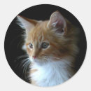 Pesquisar por maine coon adesivos Casulo