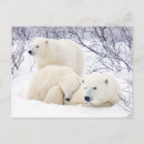 Pesquisar por filhote de urso polar cartoes postais Ártico