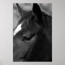 Pesquisar por horse pósteres Portrait