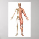 Pesquisar por anatomia muscular pôsteres pósteres Braço