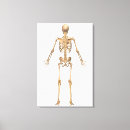 Pesquisar por crânio humano impressão de canvas 3d