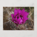 Pesquisar por cacto roxo cartoes postais Flor