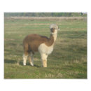Pesquisar por alpaca fotografia Animal