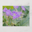 Pesquisar por geranium cartoes postais Flor