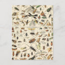 Pesquisar por entomologia cartoes postais Animal