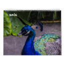 Pesquisar por calendário do pássaro Cisne