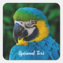 Pesquisar por papagaio azul Animal