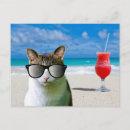 Pesquisar por gato com óculos de sol cartoes postais Engraçado