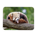 Pesquisar por panda imas Moderno