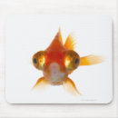 Pesquisar por peixes alaranjados eletronicos Sealife
