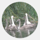 Pesquisar por ciganos adesivos Cisnes