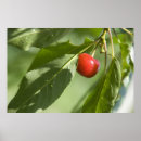 Pesquisar por árvore de doce de fruta Planta