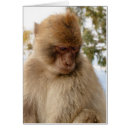 Pesquisar por macaco triste Primata