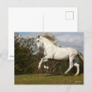 Pesquisar por cavalo andaluz cartoes postais Bob langrish