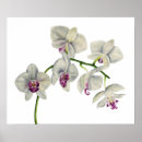 Pesquisar por orquídea pósteres Floral