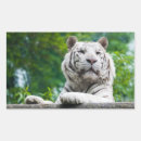 Pesquisar por tigre branco adesivos Vida selvagem