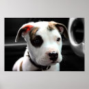 Pesquisar por dogo argentino pôsteres pósteres Pitbull