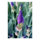 Pesquisar por roxo da íris pósteres Flor