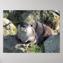 Pesquisar por mustelids Selvagem
