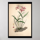 Pesquisar por orquídeas pôsteres pósteres Floração