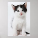 Pesquisar por gatinhos pretos pôsteres pósteres Animal