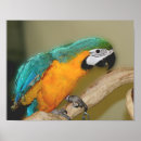 Pesquisar por papagaio azul Azul e ouro