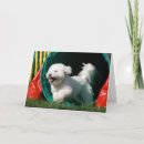 Pesquisar por frise do bichon cartoes Animal