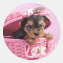 Pesquisar por yorkshire terrier adesivos Adorável