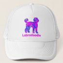 Pesquisar por do amante do labradoodle Cachorros