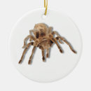 Pesquisar por aracnídeos ornamentos Natureza